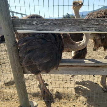 Ostrichland USA - Ostrich! - Attraction Farms Near Me - Solvang, California Ostrichland USA - Ostrich! - Attraction Farms Near Me - Solvang, California