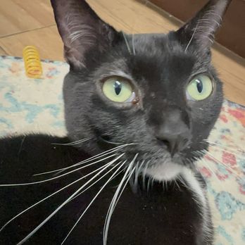 Pace Veterinary Clinic - Buggie giving me "the look" - Veterinarians Near Me - Pace, Florida