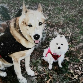 Bevin's Dog Training - Pet Training Near Me - Ocala, Florida Bevin's Dog Training - Pet Training Near Me - Ocala, Florida