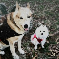 Bevin's Dog Training