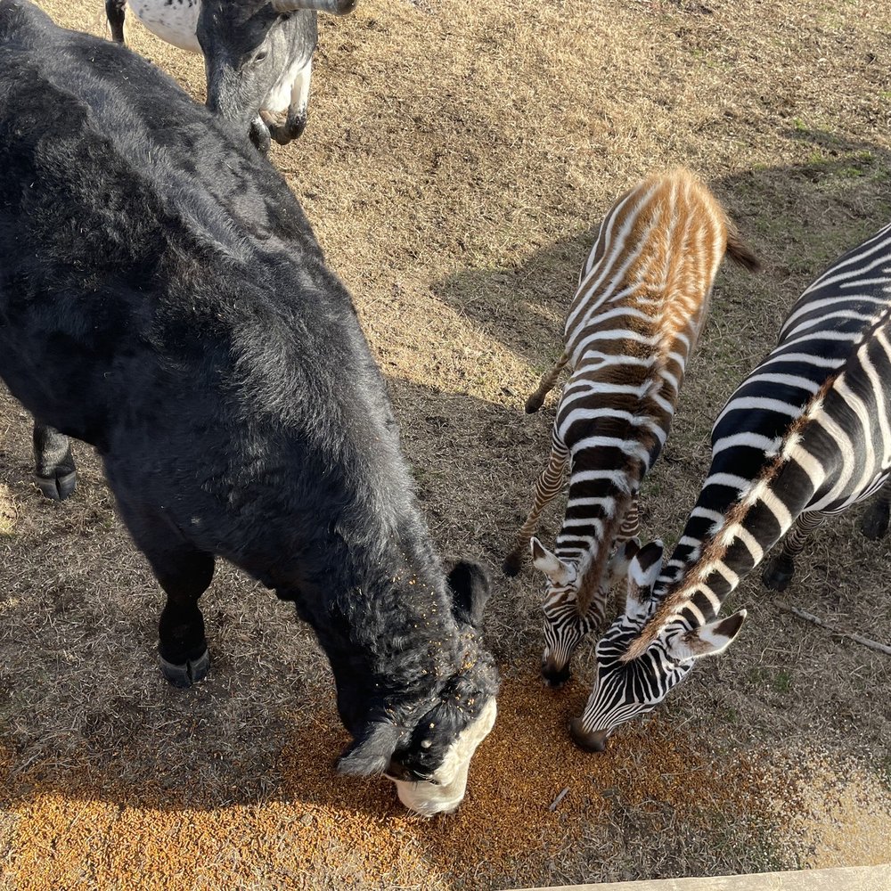 Work Horse Farm Rescue & Exotics - Big pasture feeding - Attraction Farms Near Me - Denton, Maryland Work Horse Farm Rescue & Exotics - Big pasture feeding - Attraction Farms Near Me - Denton, Maryland