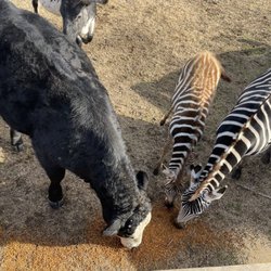 Work Horse Farm Rescue & Exotics - Big pasture feeding