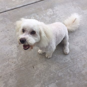 purrfectly pampered paws