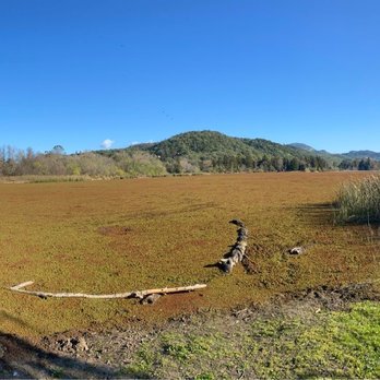 Spring Lake Regional Park - Algae covering most the lake - Parks Near Me - Santa Rosa, California Spring Lake Regional Park - Algae covering most the lake - Parks Near Me - Santa Rosa, California