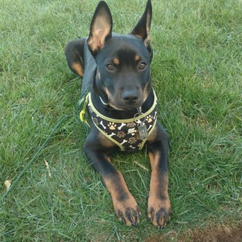 Pet Supplies Plus Telford - We love this store. The staff is pet friendly and always greet us when we bring Max in. It's clean neat and a welcoming place.  5 Stars! - Pet Stores Near Me - Telford, Pennsylvania