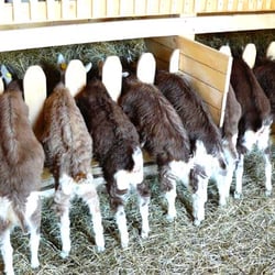 Ziegenhof Gülzer Geißen - Unsere jungen Ziegendamen beim Vespern