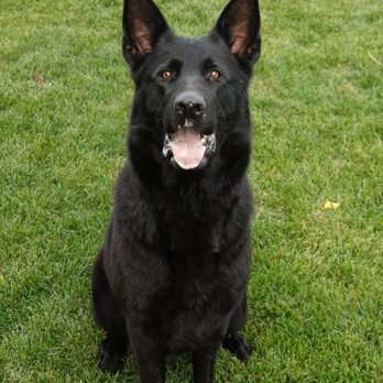 Kraftwork K9 Pro - Inka - Pet Breeders Near Me - Rochester, Washington Kraftwork K9 Pro - Inka - Pet Breeders Near Me - Rochester, Washington