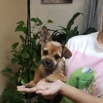 Well Groomed - Haru-Tohru looking better after coming from Well-Groomed. - Pet Groomers Near Me - Fanwood, New Jersey Well Groomed - Haru-Tohru looking better after coming from Well-Groomed. - Pet Groomers Near Me - Fanwood, New Jersey
