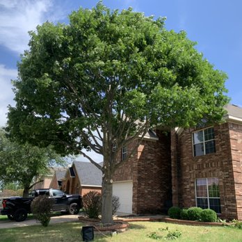 Falcon Tree Experts - Beautiful Red Oak trimmed - Tree Services Near Me - DeSoto, Texas