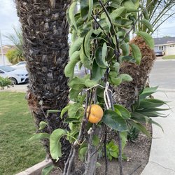Van’s Nursery - Pear tree