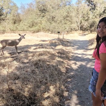 Effie Yeaw Nature Center - Friendly deer they are definitely used to humans - Visitor Centers Near Me - Carmichael, California