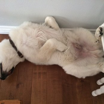 The Bone Adventure - Wilbur taking a nap after too much fun at the bone adventure! - Pet Groomers Near Me - Costa Mesa, California