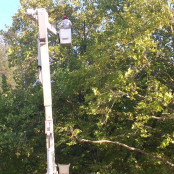 Md's Tree Service - Tree Services Near Me