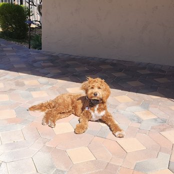 Pet Headquarters - Princess Faith 7months - Veterinarians Near Me - Camarillo, California