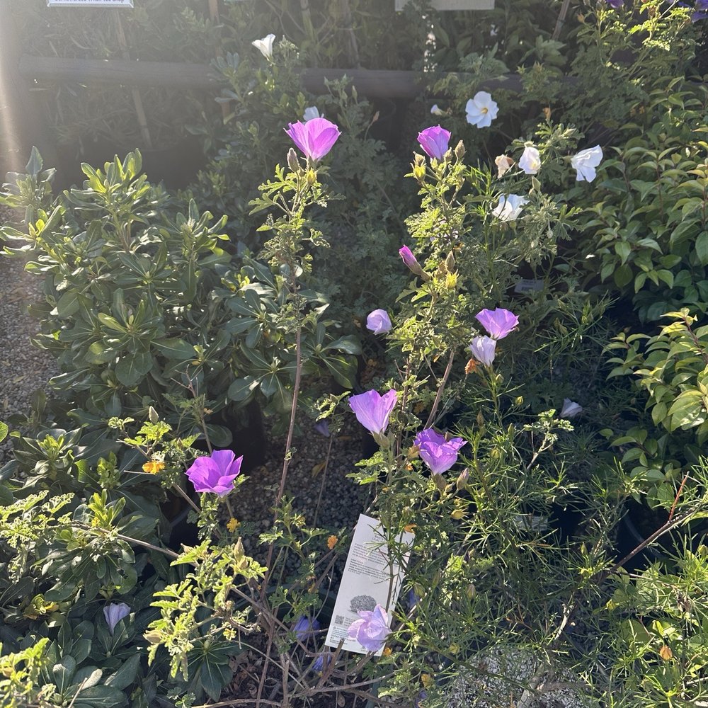 Armstrong Garden Centers - Nurseries & Gardening Near Me - Thousand Oaks, California Armstrong Garden Centers - Nurseries & Gardening Near Me - Thousand Oaks, California