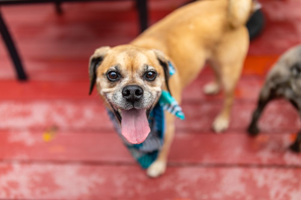 The Pawtastic Pack - pet boarding facility in Fort Washington, MD