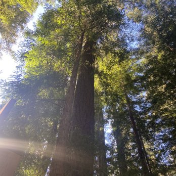 Brown’s Logging & Tree Service - Monte Rio, CA - Tree Services Near Me