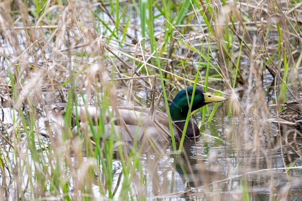 Laguna de Santa Rosa Trail by null