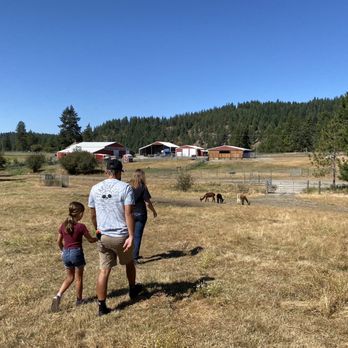 Seven Stars Ranch - Lamas - Ranches Near Me - Coeur d'Alene, Idaho Seven Stars Ranch - Lamas - Ranches Near Me - Coeur d'Alene, Idaho