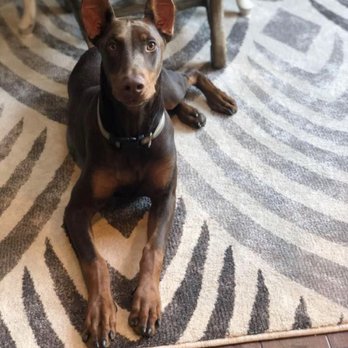 Bloom Dog Training - Pet Training Near Me