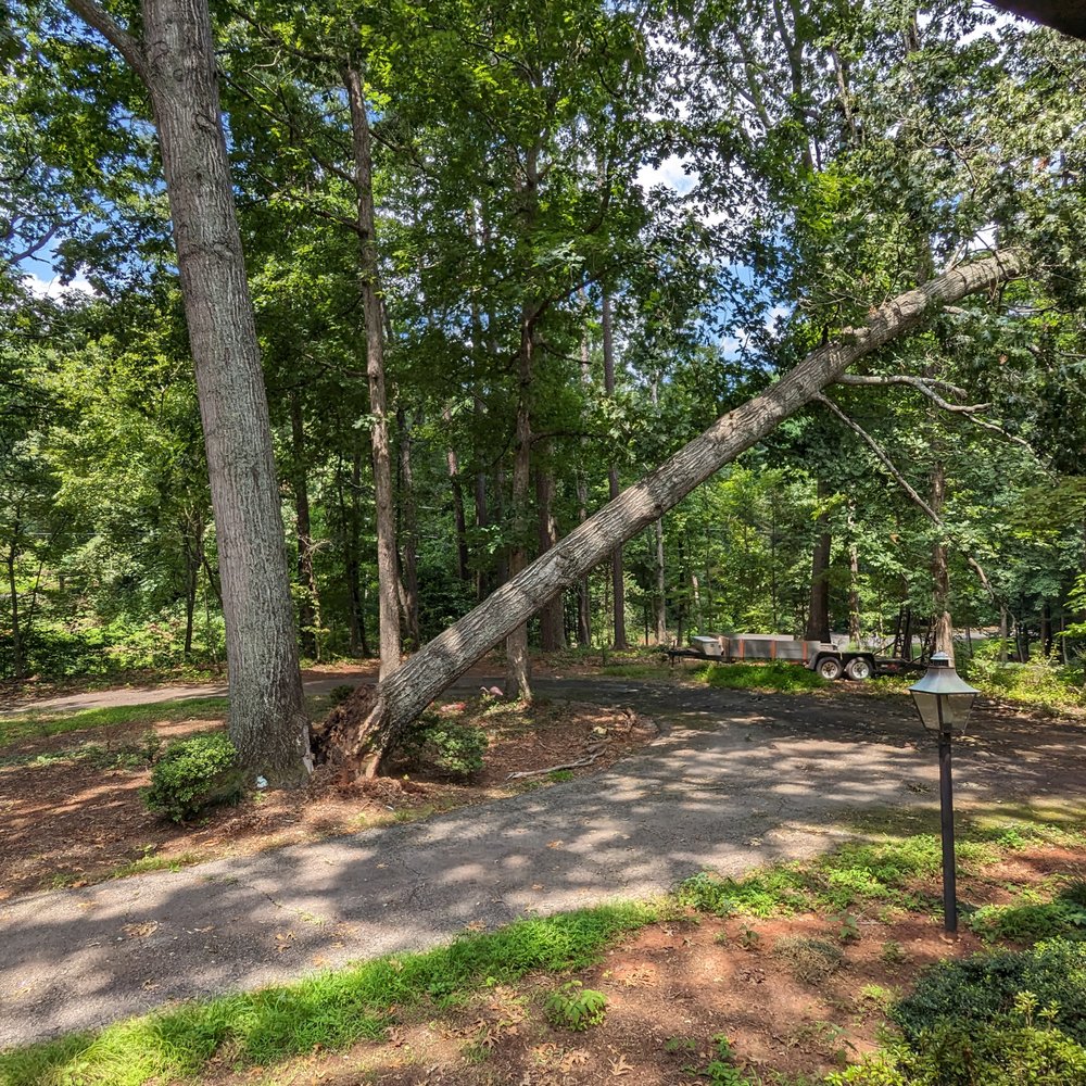 J & D Tree Pros - Tree Services Near Me - Apex, North Carolina J & D Tree Pros - Tree Services Near Me - Apex, North Carolina