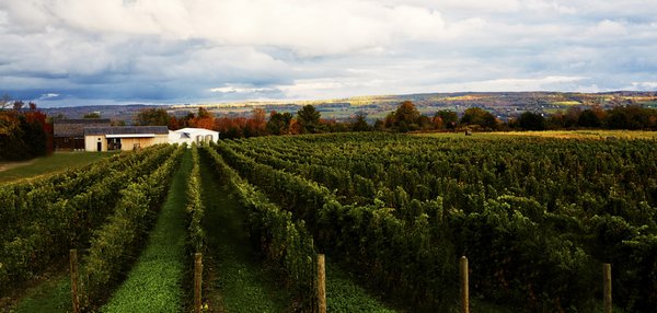 Hermann J. Wiemer Vineyard by null