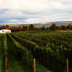 Hermann J. Wiemer Vineyard
