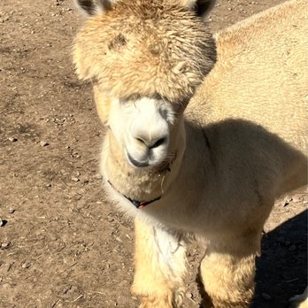 Roaring Acres Alpacas - Friendly alpaca - Attraction Farms Near Me - Suffield, Connecticut