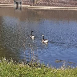 D-Reizen - 2 verliefde eenden.