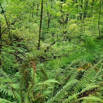Forest Park - Parks Near Me - Portland, Oregon