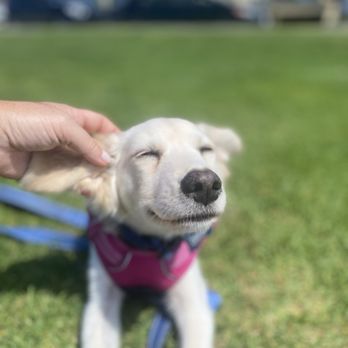 LA Pets Alive - Animal Shelters Near Me - Tarzana, California LA Pets Alive - Animal Shelters Near Me - Tarzana, California