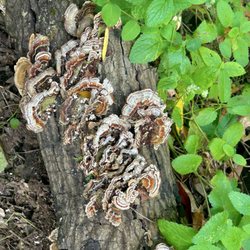 Indian Tree Preserve - Turkey Tail