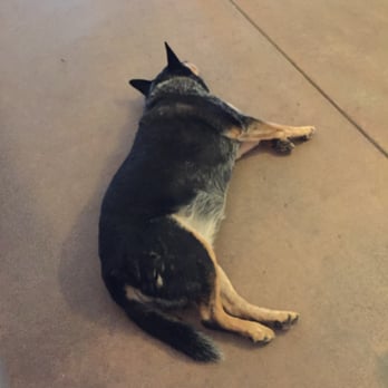 Frangipani Estate Winery - Franny, the winery dog keeps a watchful eye on things! - Wineries Near Me - Temecula, California Frangipani Estate Winery - Franny, the winery dog keeps a watchful eye on things! - Wineries Near Me - Temecula, California