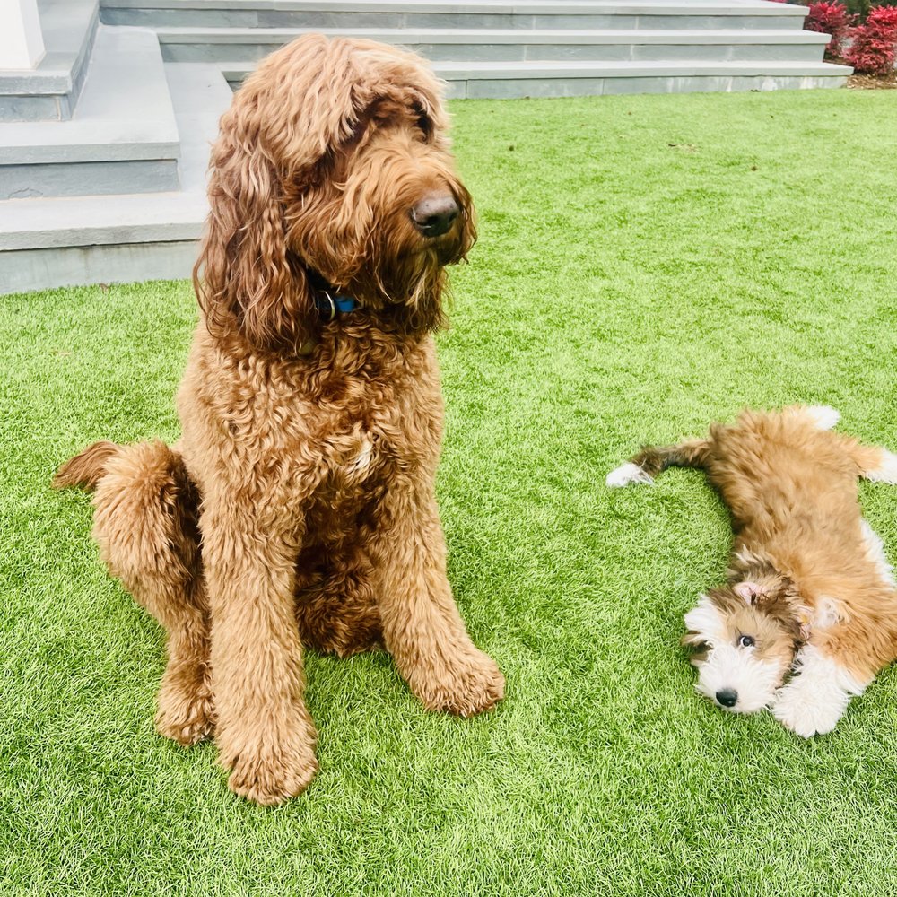 Poopie Patrol - Pet Waste Removal Near Me - Dallas, Texas Poopie Patrol - Pet Waste Removal Near Me - Dallas, Texas