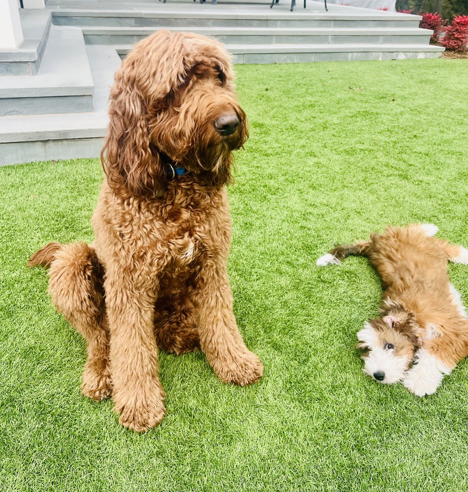 Poopie Patrol - pet boarding facility in Dallas, TX