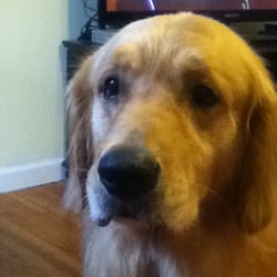 Donoso Dog Walking and Pet Sitting - Donoso's Golden