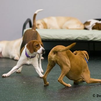Dogtopia - Pet Sitting Near Me - Chantilly, Virginia Dogtopia - Pet Sitting Near Me - Chantilly, Virginia