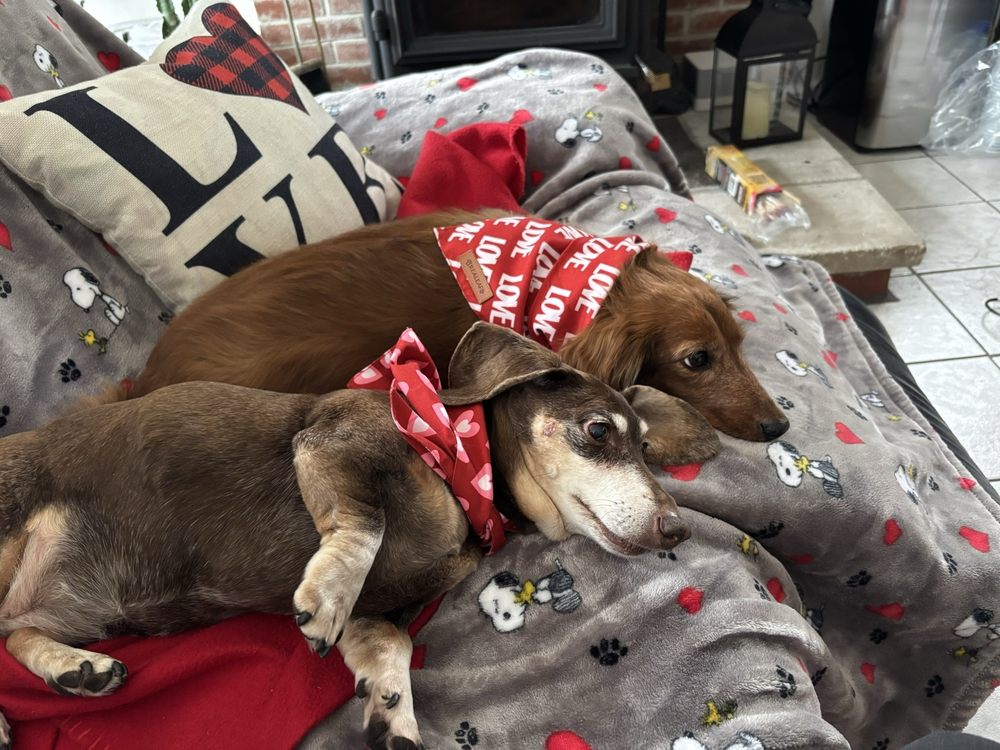 Doxie Rescue of Bucks County & NJ Image
