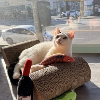 CatCafe Lounge - Community Service/Non-Profit Near Me - Marina del Rey, California CatCafe Lounge - Community Service/Non-Profit Near Me - Marina del Rey, California