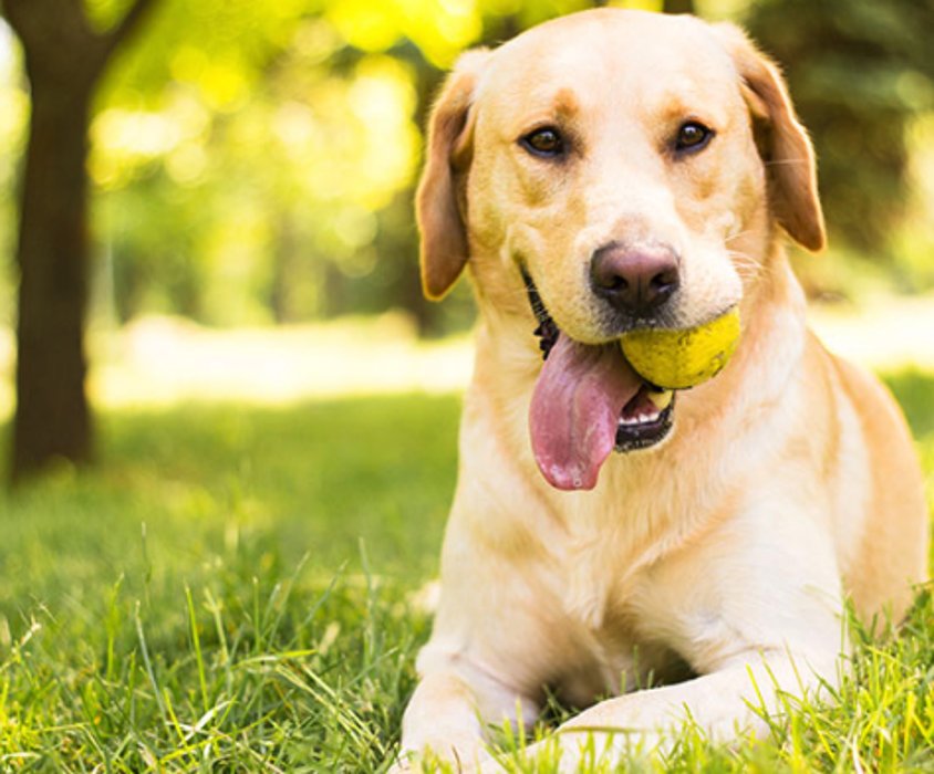 COUNTRY ESTATE KENNEL Updated October 2024 32 Photos & 19 Reviews