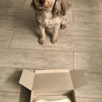 Redondo Dog - Clyde and his cake! - Pet Services Near Me - Carson, California Redondo Dog - Clyde and his cake! - Pet Services Near Me - Carson, California