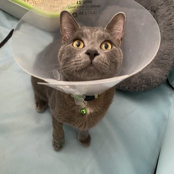 Valhalla Animal Hospital - my cat kobi - Veterinarians Near Me - Valhalla, New York Valhalla Animal Hospital - my cat kobi - Veterinarians Near Me - Valhalla, New York
