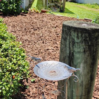 Nieves Lawn Care - a bird sitting on a birdbath - Lawn Services Near Me Nieves Lawn Care - a bird sitting on a birdbath - Lawn Services Near Me