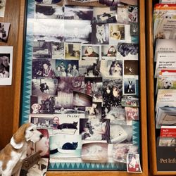 North Lamar Veterinary Clinic - Pictures in the office