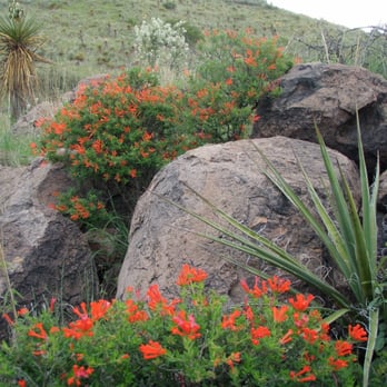 Davis Mountains State Park - Local flora - Parks Near Me - Fort Davis, Texas