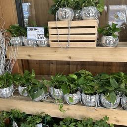 Disco plants! Disco plants!