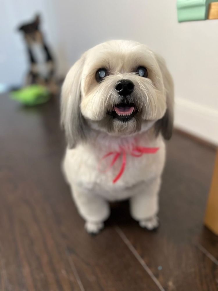 YEON THE GROOMER Updated September 2024 19 Photos Richmond, Texas