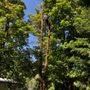 Eagle Eye Tree Works