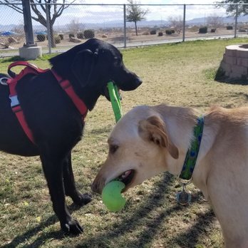Desert Breeze Dog Park - Tugging with Brody - Dog Parks Near Me - Las Vegas, Nevada Desert Breeze Dog Park - Tugging with Brody - Dog Parks Near Me - Las Vegas, Nevada