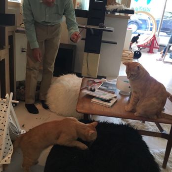 KitTea - Pet Adoption Near Me - San Francisco, California